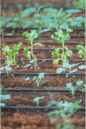 agmonitor-frame-2